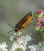 Athalia cordata